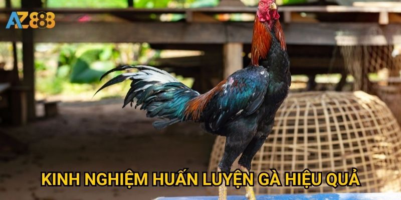 Dụng cụ tập phản xạ gà Azbet88 giúp gà chọi linh hoạt hơn thế nào? 3 Kinh nghiệm huấn luyện gà hiệu quả